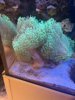 Zeeaquarium koraal, Dieren en Toebehoren, Vissen | Aquaria en Toebehoren, Ophalen of Verzenden, Gevuld zeewateraquarium