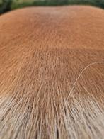 Gezocht: pensio(e)nstalling voor haflinger, Dieren en Toebehoren, Stalling en Weidegang