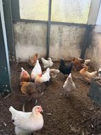 Leg kippen van juli 2025, Dieren en Toebehoren, Pluimvee, Vrouwelijk, Kip