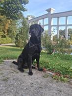 Hond zoekt baasje, Dieren en Toebehoren, Honden | Niet-rashonden, 6 jaar of ouder, Reu, Eén hond, Middel