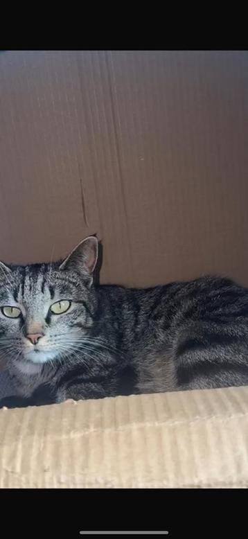 Lieve poes aangeboden beschikbaar voor biedingen