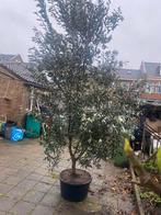 Te koop grote olijf boom, Tuin en Terras, Planten | Bomen, Overige soorten, 100 tot 250 cm, Zomer, Ophalen
