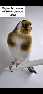 Majoor putter man, Mannelijk, Wildzangvogel, Geringd