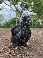 Broedeieren usa zijdehoen(der) zwart mottled, Dieren en Toebehoren, Pluimvee, Kip
