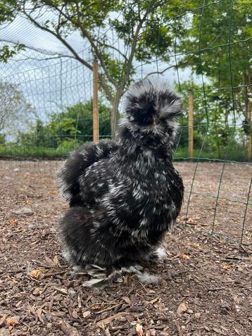 Broedeieren usa zijdehoen(der) zwart mottled beschikbaar voor biedingen