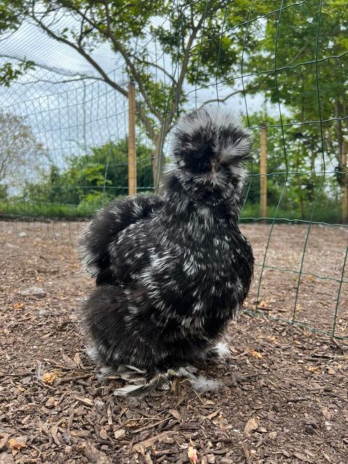 Broedeieren usa zijdehoen(der) zwart mottled, Dieren en Toebehoren, Pluimvee, Kip