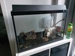 Vogelspin met gratis terrarium, Dieren en Toebehoren, Spin of Schorpioen