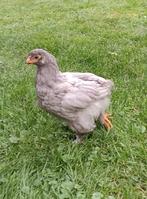 Brahma haan kuiken, Dieren en Toebehoren, Pluimvee, Mannelijk, Kip