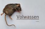 100x volwassen diepvries muizen, Dieren en Toebehoren, Reptielen en Amfibieën