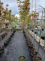 prunus kanzan   halfstam, Tuin en Terras, Planten | Bomen, Overige soorten, Minder dan 100 cm, Ophalen, Volle zon