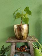 Bodhiboom in pot bonsai, Huis en Inrichting, Kamerplanten, Ophalen, Ficus, In pot, Minder dan 100 cm