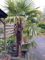 Palmbomen, verschillende maten, Ophalen of Verzenden, 100 tot 250 cm