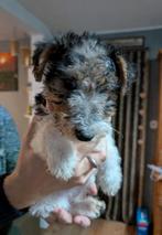 Foxterrier draadhaar pups tricolor, Dieren en Toebehoren, Overige rassen, 8 tot 15 weken, Meerdere, Meerdere dieren