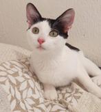 Jarela, Diana, al met 1 dag ter adoptie gezet, nu bij ons, Dieren en Toebehoren, Poes, Kortharig, 0 tot 2 jaar