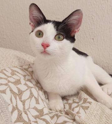 Jarela, Diana, al met 1 dag ter adoptie gezet, nu bij ons,  beschikbaar voor biedingen