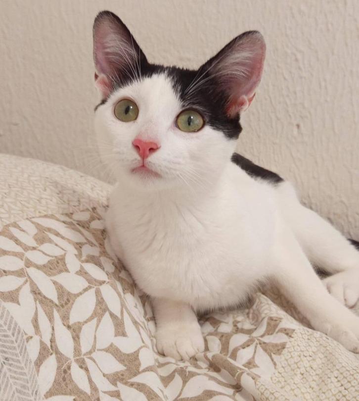 Jarela, Diana, al met 1 dag ter adoptie gezet, nu bij ons,, Dieren en Toebehoren, Katten en Kittens | Overige Katten, Kortharig