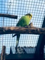 Diverse grasparkieten, Dieren en Toebehoren, Vogels | Parkieten en Papegaaien, Meerdere dieren, Parkiet, Geringd