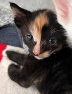 Kitten Siamees, Dieren en Toebehoren, Kattenmanden, Ophalen