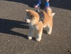 Akita inu pup, Parvo, 8 tot 15 weken, Poolhond, Meerdere
