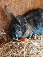 Voedster 2 jaar oud, Dieren en Toebehoren, Konijnen, Vrouwelijk
