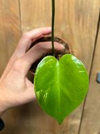 Monstera deliciosa variegata plant lemon lime aurea, Huis en Inrichting, Kamerplanten, Ophalen of Verzenden, Halfschaduw, Minder dan 100 cm