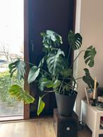 Grote Monstera, Huis en Inrichting, Kamerplanten, Groene kamerplant, Ophalen, Halfschaduw, Minder dan 100 cm
