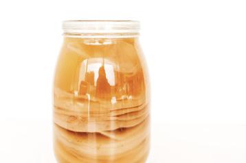 Biologische Jun Scoby beschikbaar voor biedingen