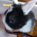 Franse hangoren, Meerdere dieren, Middelgroot, Hangoor, 0 tot 2 jaar
