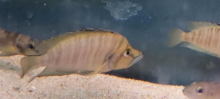 Altolamprologus compressceps Chaitica  Tanganyika cichlide, Dieren en Toebehoren, Vissen | Aquariumvissen, Zoetwatervis, Vis