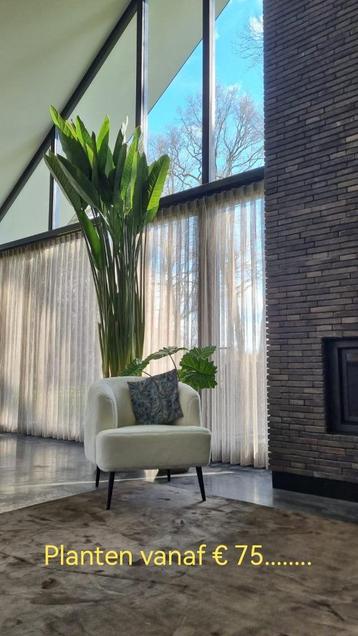 Strelitzia Reginae Grote Kamerplant Paradijsvogelplant  beschikbaar voor biedingen