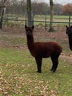 Bruine Alpaca Hengst, Dieren en Toebehoren, Overige Dieren, September, Mannelijk