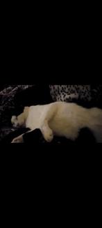 Kater ter adoptie, Dieren en Toebehoren, Katten en Kittens | Overige Katten, Kater