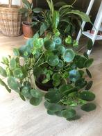 Prachtige pannenkoekenplant (excl pot), Ophalen, Overige soorten, Minder dan 100 cm