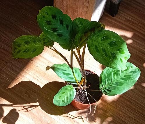 Marantha hangplant te koop, Huis en Inrichting, Kamerplanten, Overige soorten, Minder dan 100 cm, Ophalen