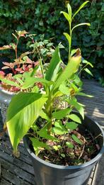 Winterhard,  Banana plantje in pot, Tuin en Terras, Ophalen, Volle zon, Groenteplanten, Eenjarig