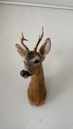 Reebok 57 x 24 x 37 opgezet By Max taxidermie, Ophalen of Verzenden, Zo goed als nieuw, Opgezet dier