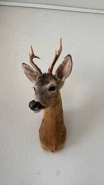 Reebok 57 x 24 x 37 opgezet By Max taxidermie beschikbaar voor biedingen