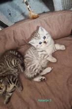 Raszuivere Britskorthaar kittens, Dieren en Toebehoren, Katten en Kittens | Raskatten | Korthaar