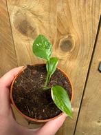 Monstera deliciosa variegata plant wit mint albo white, Ophalen, Halfschaduw, Minder dan 100 cm