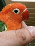 Prachtige piep jonge agapornis fisheri opaline groen, Dieren en Toebehoren, Vogels | Parkieten en Papegaaien, Meerdere dieren