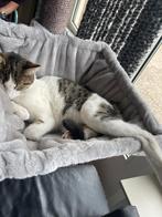 Liefdevolle huis gezocht, Dieren en Toebehoren, Katten en Kittens | Overige Katten, Kater, Kortharig, 0 tot 2 jaar