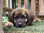 leonberger kruising pups  3 teefjes nog  beschikbaar, 8 tot 15 weken, Groot, CDV (hondenziekte), Meerdere