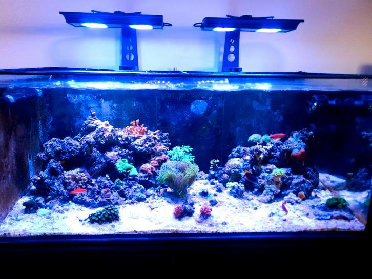 Zeeaquarium, Dieren en Toebehoren, Vissen | Aquaria en Toebehoren, Gebruikt, Gevuld zeewateraquarium, Ophalen