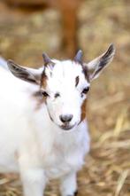 Dwerggeiten | Gezonde tamme geiten | Deskundig advies!, Dieren en Toebehoren, Vrouwelijk, Geit, 0 tot 2 jaar