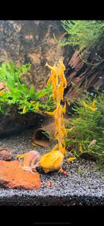 Neocaridina Davidi yellowfire Highgrade garnalen, Dieren en Toebehoren, Vissen | Aquariumvissen