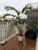 Kentia Palm (Howea forsteriana), Ophalen of Verzenden, Gehele jaar, Halfschaduw