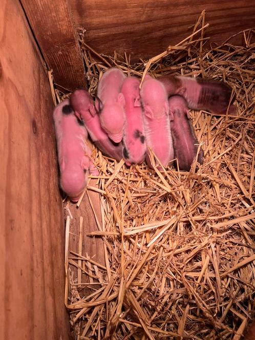 Zeer mooi nestje met mini biggetjes., Dieren en Toebehoren, Schapen, Geiten en Varkens, Varken, Meerdere dieren, 0 tot 2 jaar