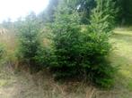 kerstbomen te koop, Ophalen, Nieuw