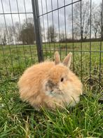 Mimmolette zoekt een huisje! (gecastreerd en gevaccineerd), Dieren en Toebehoren, Konijnen, Mannelijk, Klein, 6 tot 8 jaar