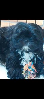 Let op!. RASZUIVER SHIH TZU TEEFJE ., Dieren en Toebehoren, Honden | Chihuahua's en Gezelschapshonden, Overige rassen, 8 tot 15 weken